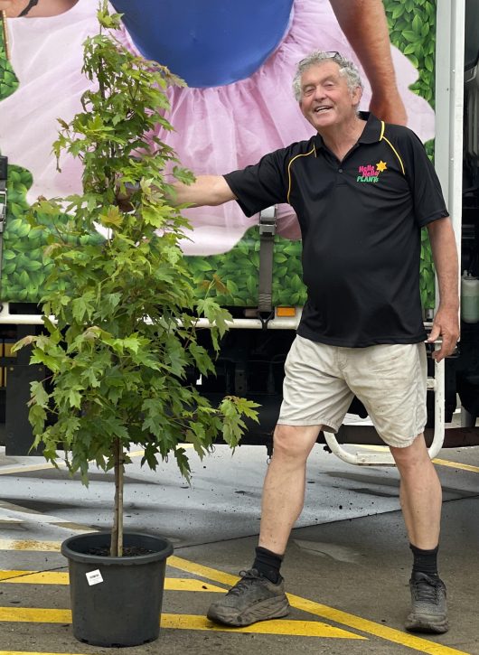 Acer x freemanii Jeffersred Autumn Blaze Lipstick Tree Jeffers Red Maple 13inch 33cm pot feature tree lush green foliage with chris from hello hello plants nursery