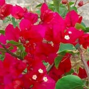 Bougainvillea