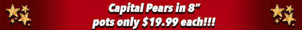 Capital Pear Banner 3