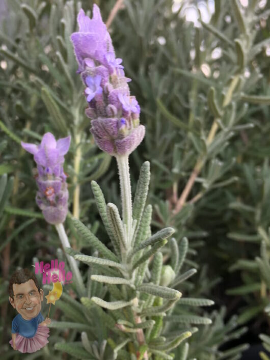 French Lavender