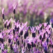 French Lavender Bush