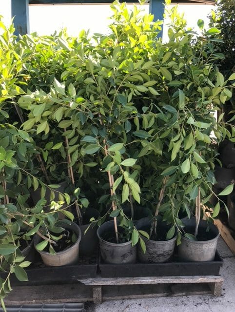 Ficus hillii 'Flash' 6" Pot - Hello Hello Plants & Garden ...