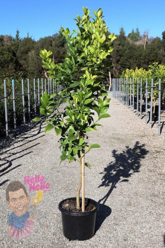 Lemon Tree Eureka @ Hello Hello Plants