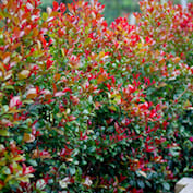 Lilly Pilly 'Big Red'