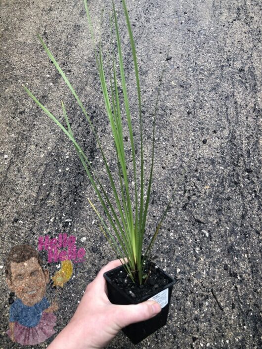 A hand holding a Lomandra 'Tanika®' 3" Pot with long, slender leaves over a paved surface, featuring a colorful chalk drawing by Tanika and the word "hello.