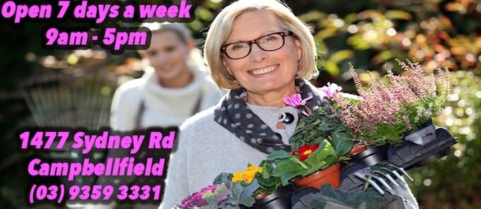 Feature image Sydney florist offering beautiful floral arrangements for Mother's Day.