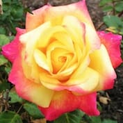 Peace Rose Rose
