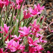 Rhodohypoxis