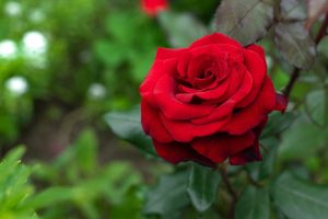 Rose The Australian Bicentennial Red petal sharp rose rosa hybrid tea with dark green glossy leaves
