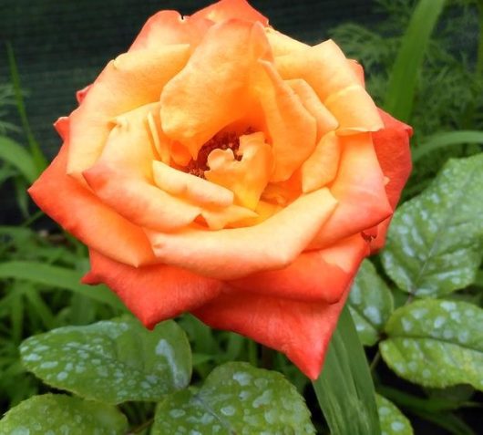 Rosa hybrid tea Circus Rose flower. Green glossy leaves orange red and burn orange petals
