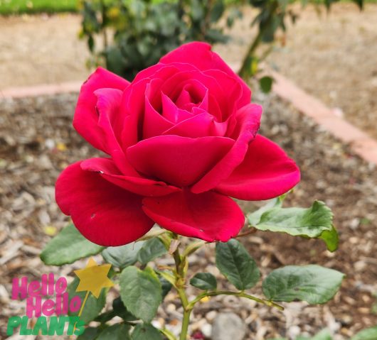 Rose 'The Australian Bicentennial'