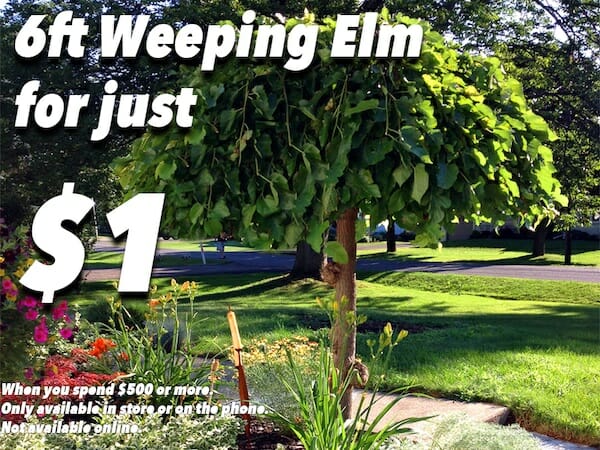 Weeping English Elm $1