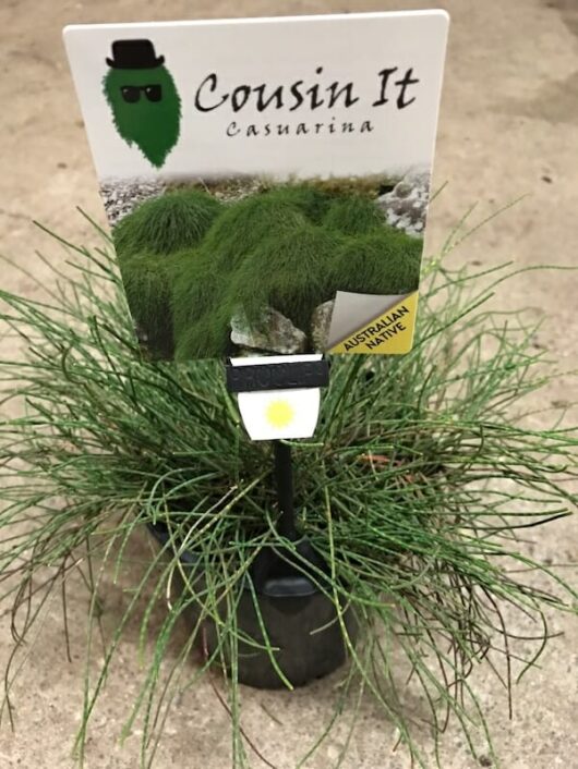 A Casuarina 'Cousin It' 6" Pot with a sign that says Casuarina 'Cousin It' 6" Pot.