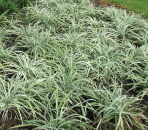 A garden filled with Liriope 'Stripey White' 6" Pot, each planted in 6" pots.