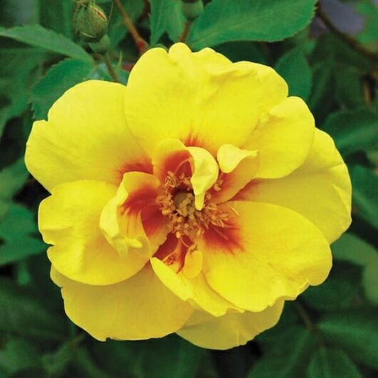 A 'Rose 'Eye of the Tiger' Bush Form', in the shape of a bush form, is blooming in a garden.