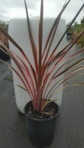 A Cordyline 'Fairy Floss' plant with red and black leaves in a 6" pot.