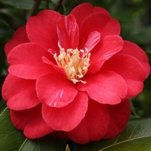 A red Camellia japonica 'Little Red Riding Hood' flower with green leaves in a 6" pot.