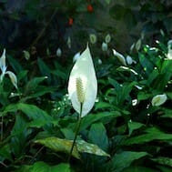 Peace Lilly