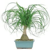 Ponytail Palm