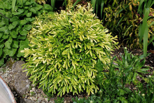 Buxus 'Shaggy Box'