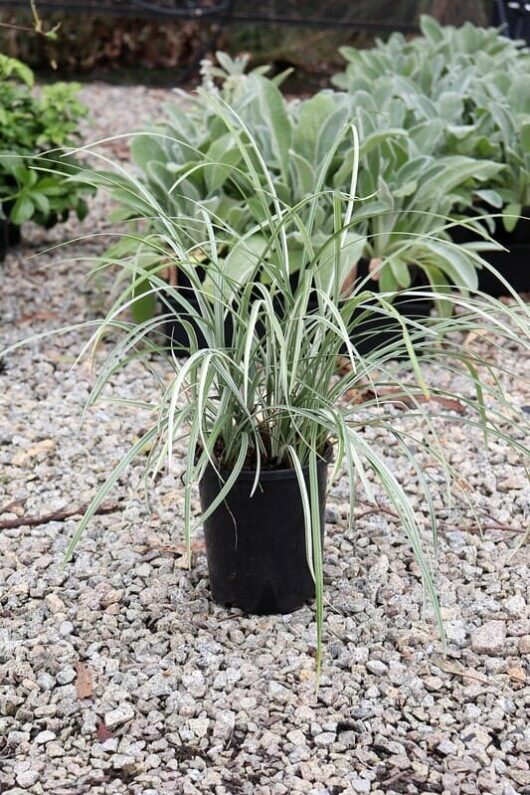 A Liriope 'Stripey White' 6" Pot with variegated leaves stands on a gravel surface, with more plants blurred in the background.
