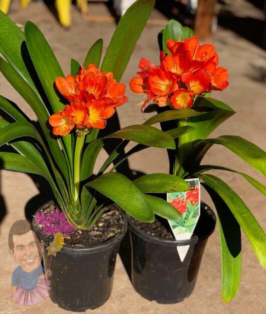 Clivia 'Rich Red'