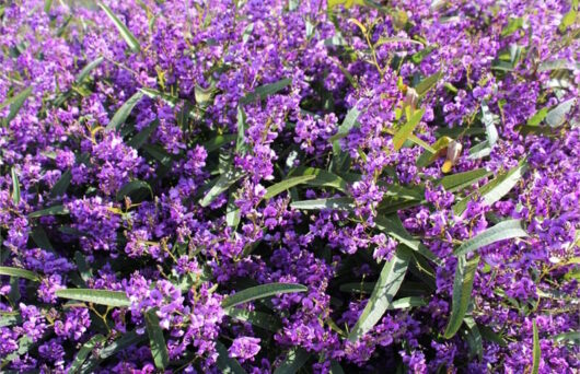 Hardenbergia Meema