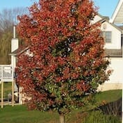 Cleveland Pear Autumn