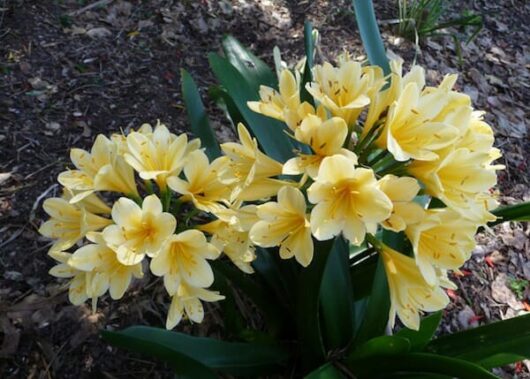 A group of yellow Clivia 'Yellow' Belgian Hybrid 5" Pot flowers in a garden.