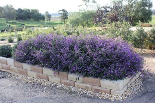 A garden bed with Hardenbergia 'Meema™' 6" Pot, purple flowers in it.