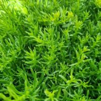 Myoporum 'Broad Leaf'