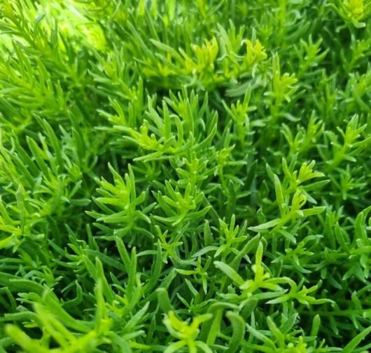 Myoporum 'Broad Leaf' 3" Pot