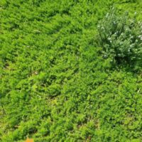 Myoporum 'Broad Leaf'