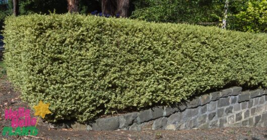Buxus 'English Box' Variegated 10" Pot