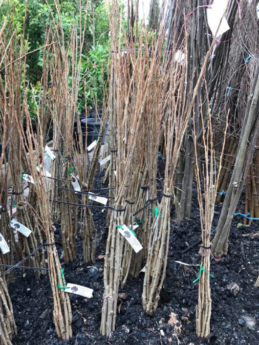 Lombardy Poplar 2ft Bare Rooted