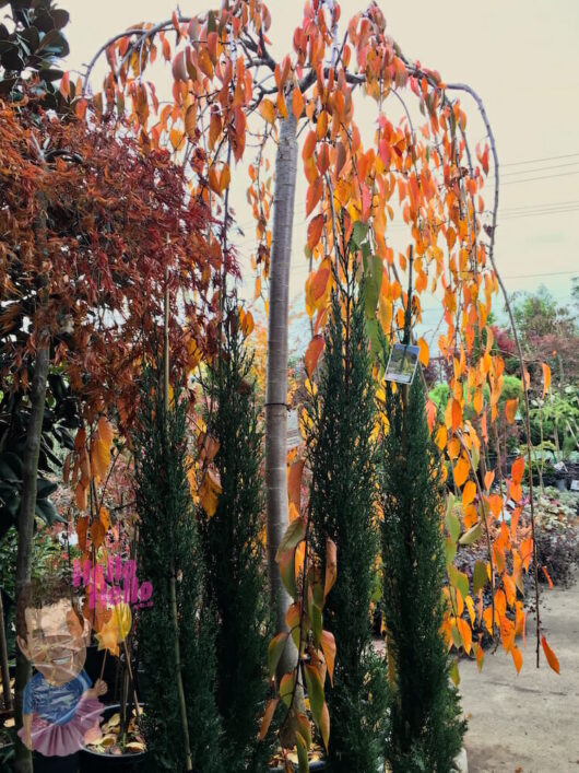 Weeping Cherry White