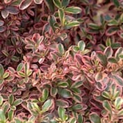 Coprosma Rainbow Surprise