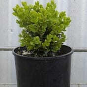 A small green plant in a black pot.