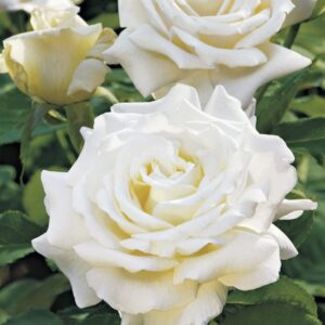 White Rose 'Pope John Paul' 3ft Standard (Bare Rooted) with green leaves in a garden.