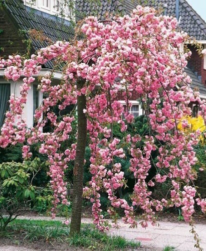 Weeping Cherry Cheals