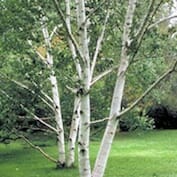 Medium Trees (4m - 10m)