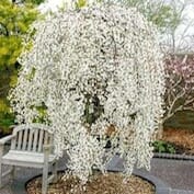 A tree with white flowers.