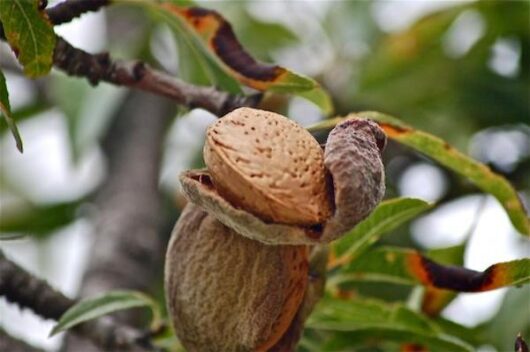 A Prunus 'Self Pollinating' Almond 2ft (Bare Rooted) is hanging on a Prunus tree branch.