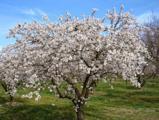 A Prunus 'Self Pollinating' Almond 2ft (Bare Rooted) orchard with a white blossoming tree.