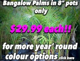 Bangalow Palms Button Pic copy
