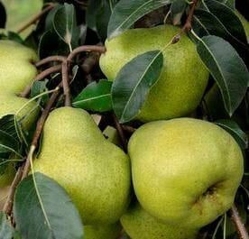 Pyrus 'Packham Triumph' pears growing on a Pyrus tree with leaves.