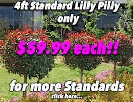 4ft Std Lilly Pilly Button Pic copy