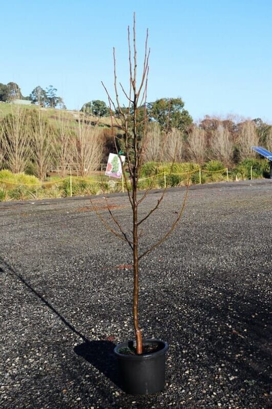 A young deciduous Pyrus 'Cleveland' Ornamental Pear tree with bare branches in a 13" black pot, set on a gravel surface with greenery and hills in the background.