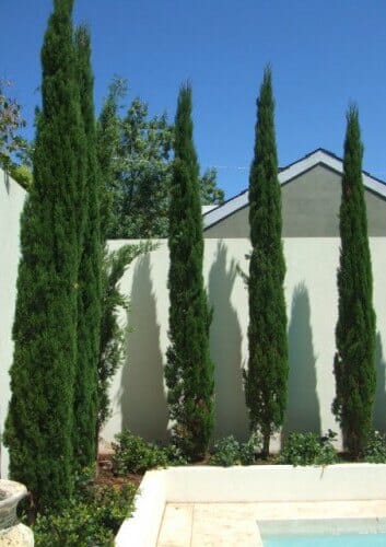 Cupressus 'Glauca Pencil Pine' - Hello Hello Plants 