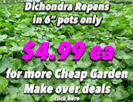 Dichondra Button Pic copy